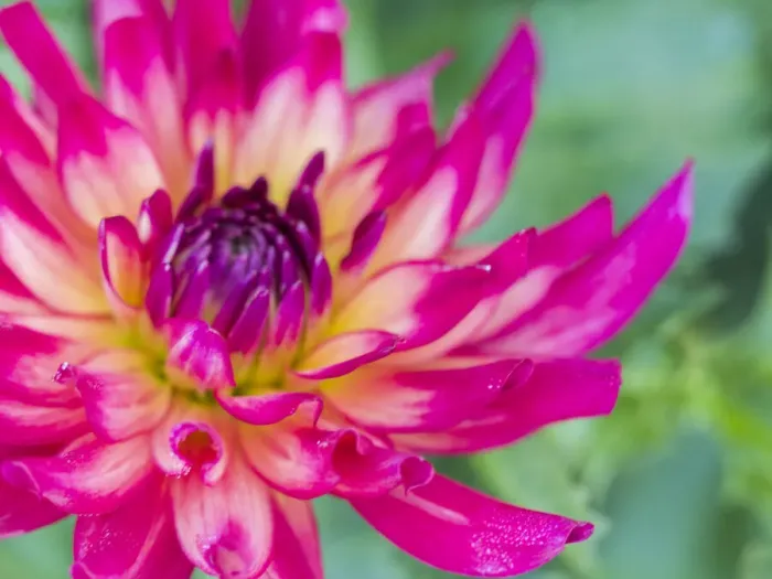 Framed Print : USA, Oregon, Canby, Clackamas County. Close-up of a dahlia variety
