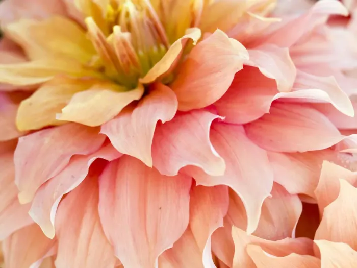 Framed Print : USA, Oregon, Canby, Clackamas County. Macro of a dahlia variety