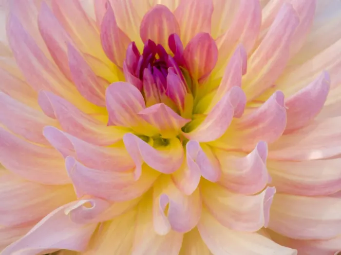 Framed Print : USA, Oregon, Canby, Clackamas County. Macro of a dahlia variety Framed Print : USA, Oregon, Canby, Clackamas County. Macro of a dahlia variety