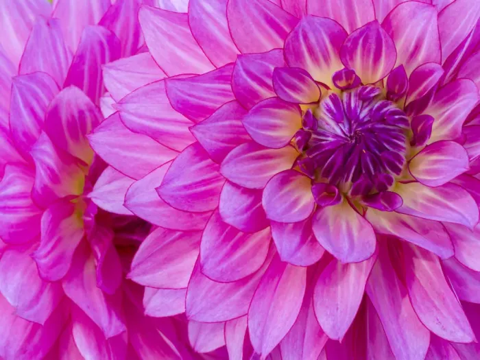 Framed Print : USA, Oregon, Canby, Clackamas County. Macro of a dahlia variety Framed Print : USA, Oregon, Canby, Clackamas County. Macro of a dahlia variety