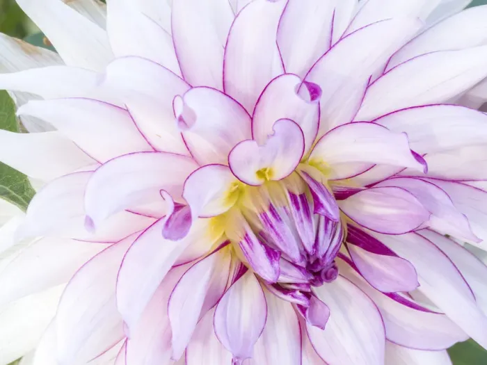Framed Print : USA, Oregon, Canby, Clackamas County. Macro of a dahlia variety Framed Print : USA, Oregon, Canby, Clackamas County. Macro of a dahlia variety