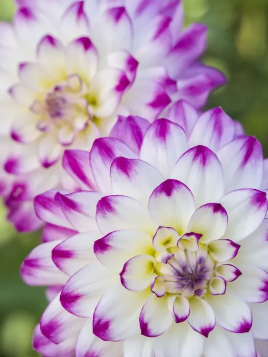 Framed Print : USA, Oregon, Canby, Clackamas County. Close-up of a dahlia variety Framed Print : USA, Oregon, Canby, Clackamas County. Close-up of a dahlia variety