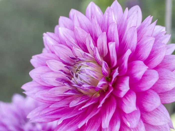 Framed Print : USA, Oregon, Canby, Clackamas County. Close-up of a dahlia variety Framed Print : USA, Oregon, Canby, Clackamas County. Close-up of a dahlia variety