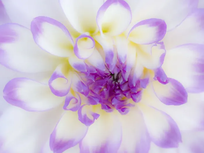 Framed Print : USA, Oregon, Canby, Clackamas County. Macro of a dahlia variety Framed Print : USA, Oregon, Canby, Clackamas County. Macro of a dahlia variety