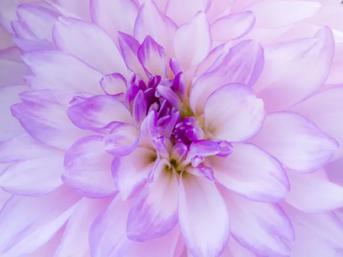Framed Print : USA, Oregon, Canby, Clackamas County. Macro of a dahlia variety Framed Print : USA, Oregon, Canby, Clackamas County. Macro of a dahlia variety