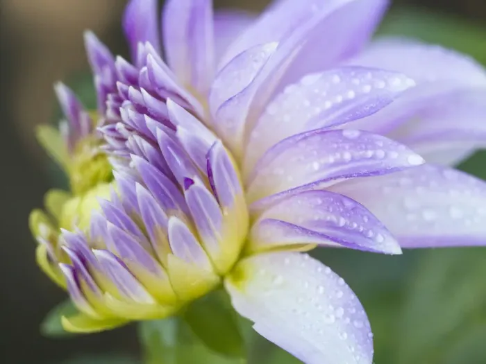 Framed Print : USA, Oregon, Canby, Clackamas County. Close-up of a dahlia variety Framed Print : USA, Oregon, Canby, Clackamas County. Close-up of a dahlia variety