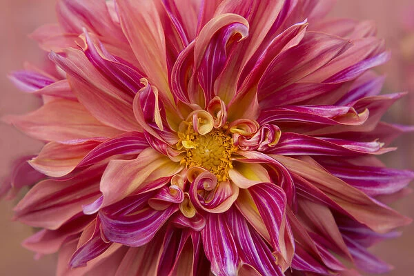 USA, Oregon, Canby. Pink dahlia detail. Credit as: Kathleen Clemons  /  Jaynes Gallery