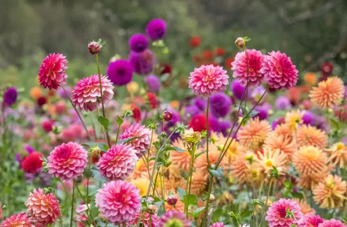 Framed Print : USA, Oregon, Canby, Swam Island Dahlias, Dahlia flower garden in full color Framed Print : USA, Oregon, Canby, Swam Island Dahlias, Dahlia flower garden in full color