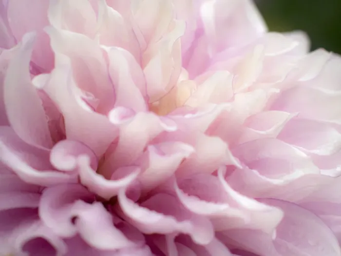 Framed Print : USA, Oregon, Canby, Swan Island Dahlia farm with close-ups of flowering Dahlia Framed Print : USA, Oregon, Canby, Swan Island Dahlia farm with close-ups of flowering Dahlia