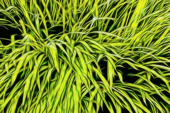 Framed Print : USA, Oregon, Cannon Beach. Abstract of grass in window Box Framed Print : USA, Oregon, Cannon Beach. Abstract of grass in window Box