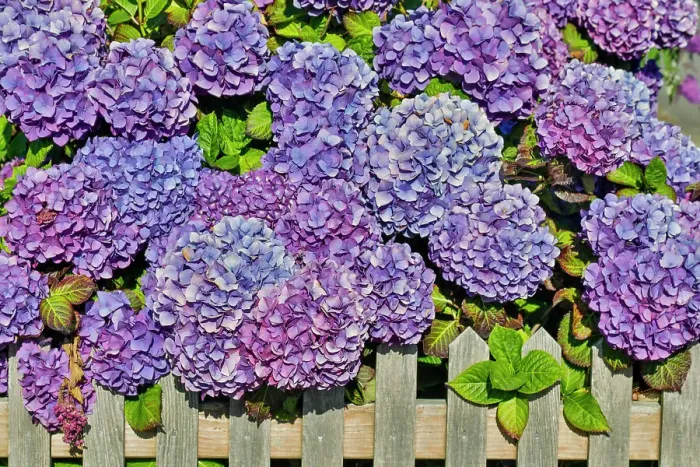 Framed Print : USA, Oregon, Cannon Beach. Blue color Hydrangea blooms with old wooden picket fence