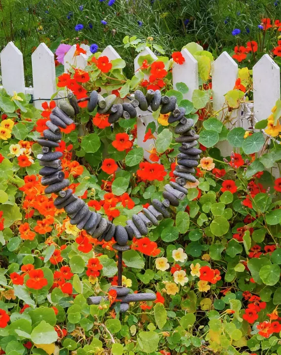 Framed Print : USA, Oregon. Cannon Beach and Cottage Garden with white picket fence and Nasturtiums