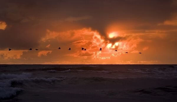 USA, Oregon, Cannon Beach. Flock of pelicans flyover ocean at sunset