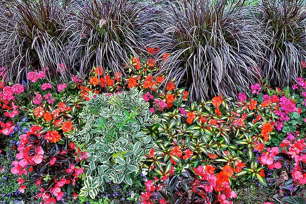 USA, Oregon. Cannon Beach Garden with orange New Guinea impatiens, grasses and reddish geraniums