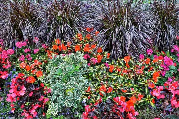 Framed Print : USA, Oregon. Cannon Beach Garden with orange New Guinea impatiens, grasses and reddish geraniums Framed Print : USA, Oregon. Cannon Beach Garden with orange New Guinea impatiens, grasses and reddish geraniums