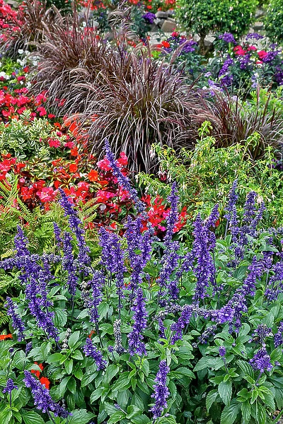 USA, Oregon. Cannon Beach Garden and path with Blue Salvia and reddish geraniums