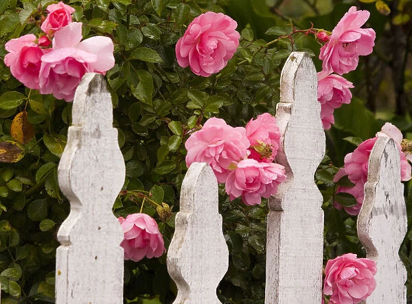 USA, Oregon, Cannon Beach with gardens and white picket fences and pink roses