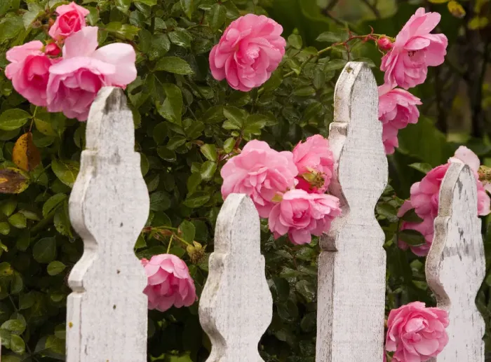 Framed Print : USA, Oregon, Cannon Beach with gardens and white picket fences and pink roses Framed Print : USA, Oregon, Cannon Beach with gardens and white picket fences and pink roses
