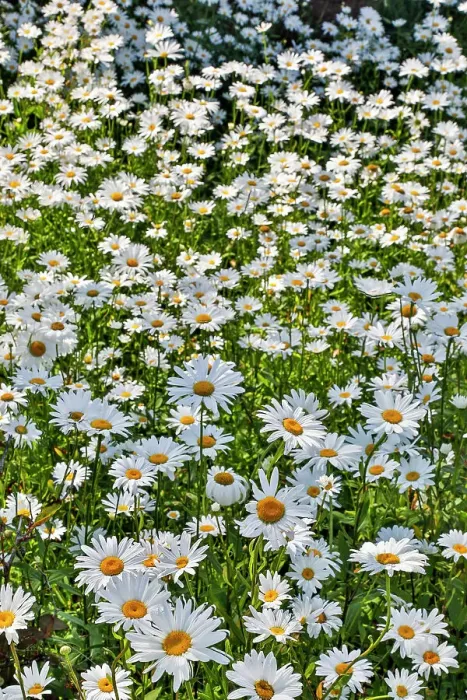 Framed Print : USA, Oregon, Cannon Beach. Large planting of Shasta Daisy Framed Print : USA, Oregon, Cannon Beach. Large planting of Shasta Daisy