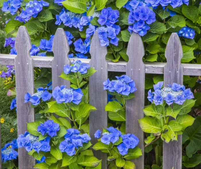 Framed Print : USA, Oregon, Cannon Beach, Northwest Hydrangea bloom Picket fence Framed Print : USA, Oregon, Cannon Beach, Northwest Hydrangea bloom Picket fence