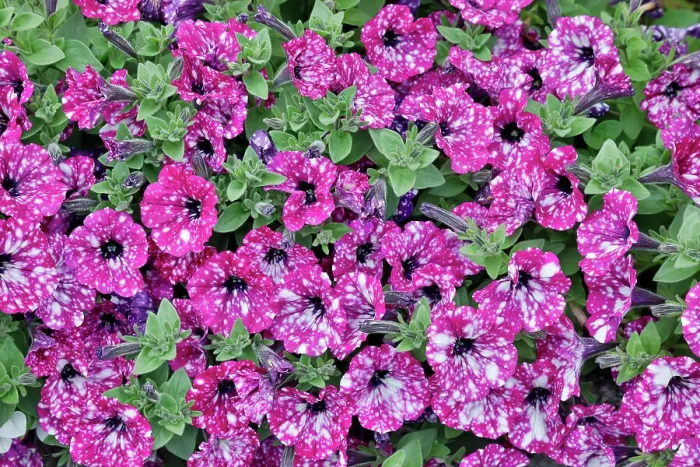 Framed Print : USA, Oregon. Cannon Beach planting of petunias Framed Print : USA, Oregon. Cannon Beach planting of petunias