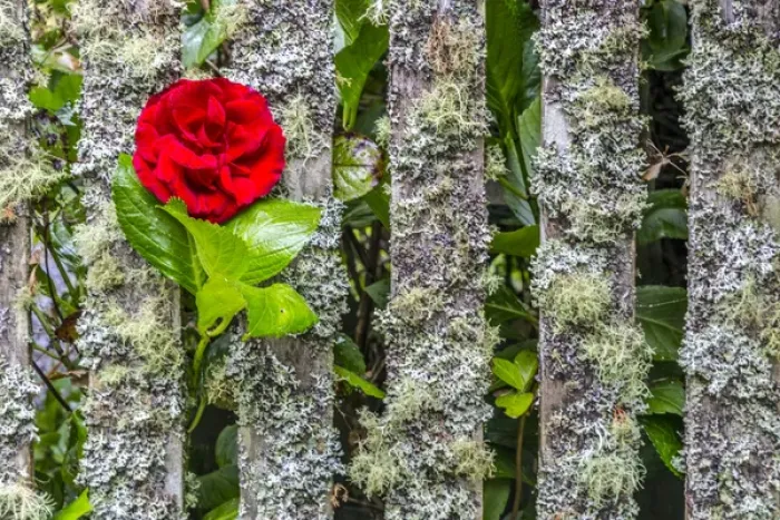 Framed Print : USA, Oregon, Cannon Beach, Rose in Fence