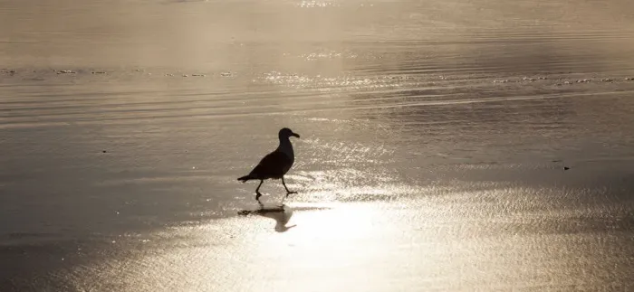 Framed Print : USA, Oregon Cannon Beach with seagull reflection in the sand at sunset