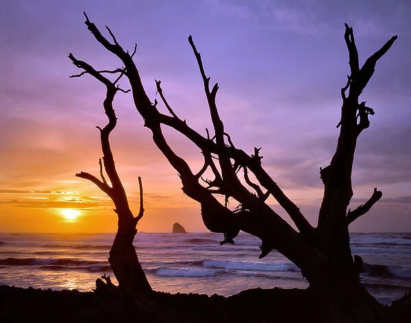 USA, Oregon, Cape Meares. Sunset framed by driftwood. Credit as: Steve Terrill  / 