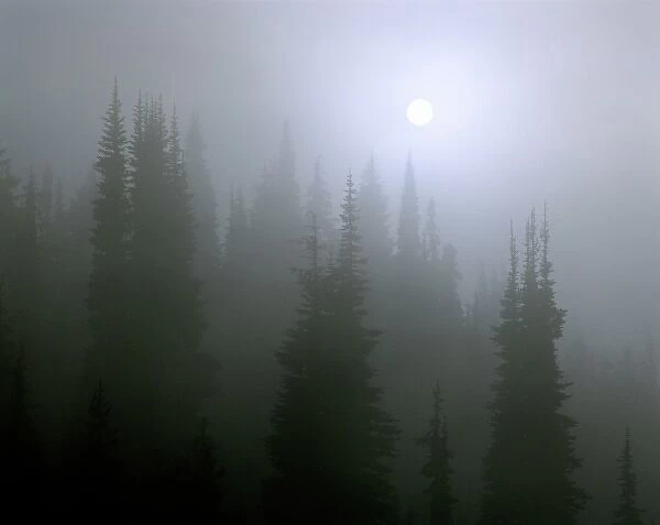 USA, Oregon, Cascades Range. The sun breaks through the fog in the forest in the Cascades Range