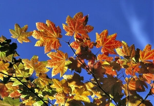 USA, Oregon, Cascades Range. Vine maple leaves offer a variety of color in the Cascades