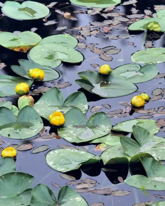 Framed Print : USA, Oregon, Cascades Range. Yellow pondlilies grow abundantly in ponds near Marion Framed Print : USA, Oregon, Cascades Range. Yellow pondlilies grow abundantly in ponds near Marion