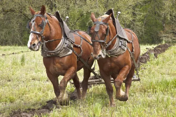 Framed Print : USA, Oregon, Champoeg State Park, Belgian team plowing during plowing competition