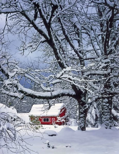 USA, Oregon, Clackamas County. Fresh snow covers landscape and red barn