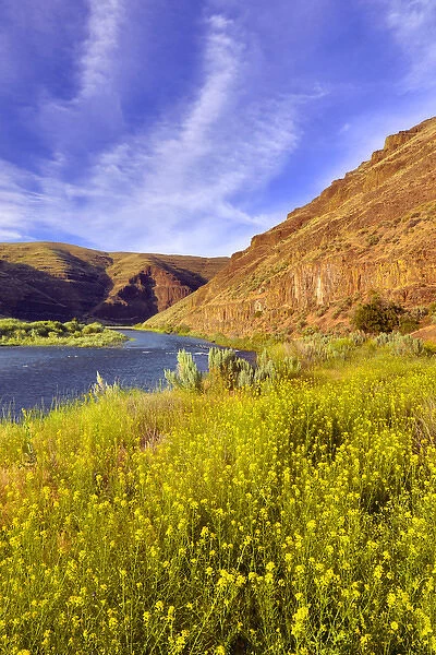 USA, Oregon. Cliffs and wild mustard along John Day River