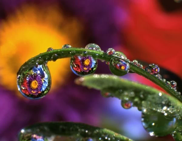 USA, Oregon, Close-up abstract of purple chrysanthemum reflecting in dew drops