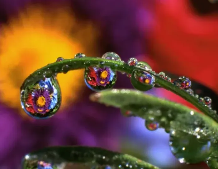 Framed Print : USA, Oregon, Close-up abstract of purple chrysanthemum reflecting in dew drops Framed Print : USA, Oregon, Close-up abstract of purple chrysanthemum reflecting in dew drops