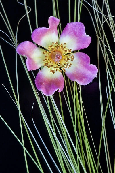 USA, Oregon. Close-up of anemone flower with grasses