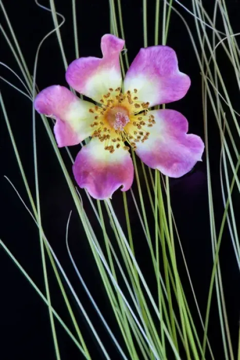 Framed Print : USA, Oregon. Close-up of anemone flower with grasses Framed Print : USA, Oregon. Close-up of anemone flower with grasses