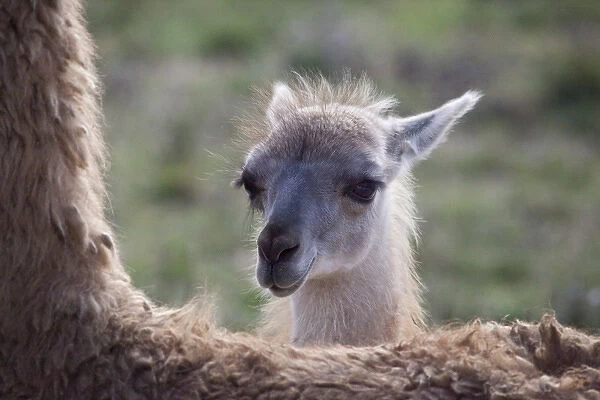 USA, Oregon. Close-up of captive baby llama and back of mother