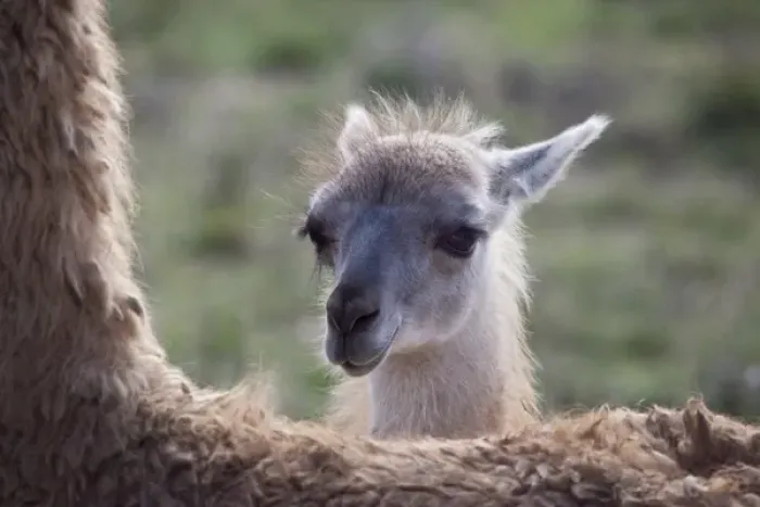 Framed Print : USA, Oregon. Close-up of captive baby llama and back of mother