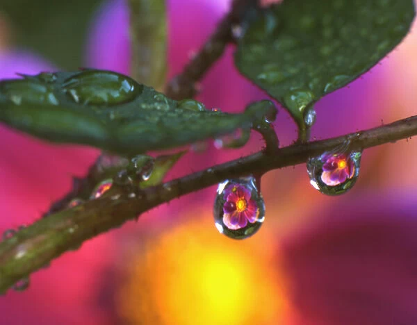 USA, Oregon, Close-up of cosmos reflecting in dewdrop hanging from rose stem. Credit as