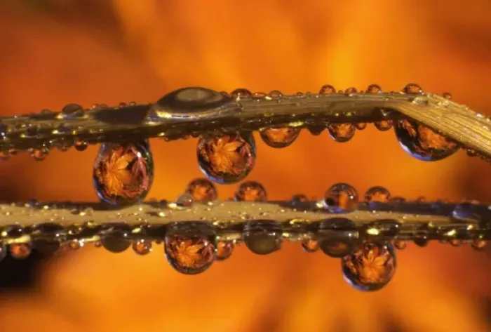 Framed Print : USA, Oregon, Close-up of dewdrops reflecting Japanese maple leaves on blades of grass Framed Print : USA, Oregon, Close-up of dewdrops reflecting Japanese maple leaves on blades of grass
