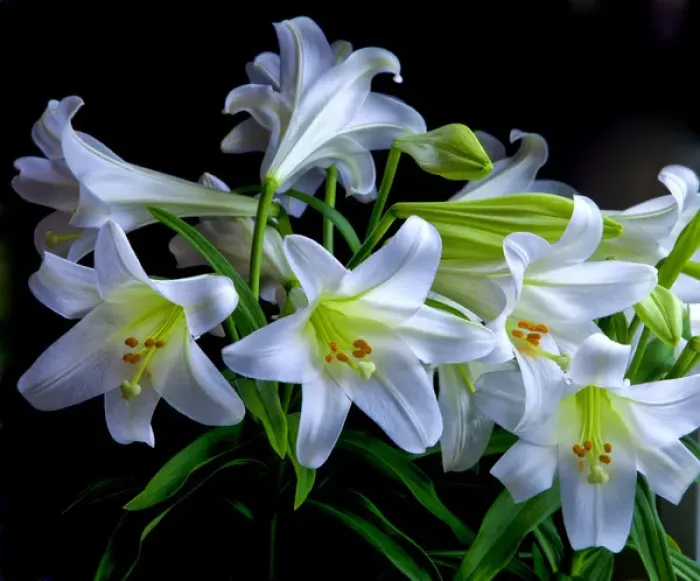 Framed Print : USA, Oregon. Close-up of Easter lilies. Credit as: Jean Carter / Jaynes Gallery / DanitaDelimont Framed Print : USA, Oregon. Close-up of Easter lilies. Credit as: Jean Carter / Jaynes Gallery / DanitaDelimont