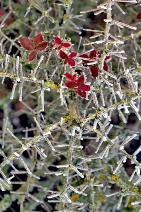 Framed Print : USA, Oregon. Close-up of frosted cotoneaster plant Framed Print : USA, Oregon. Close-up of frosted cotoneaster plant