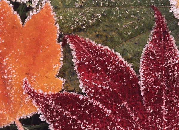USA, Oregon, Close-up of frosted maple leaves