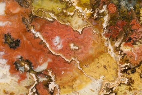 USA, Oregon. Close-up of Graveyard Point Plume Agate stone