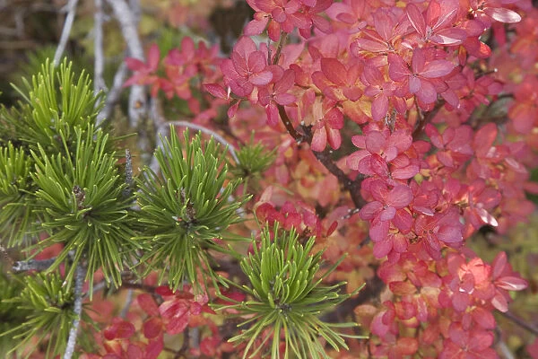 USA, Oregon. Close-up of huckleberry bush leaves and pine needles. Credit as: Don