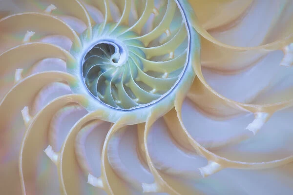 USA, Oregon. Close-up detail of nautilus shell. Credit as