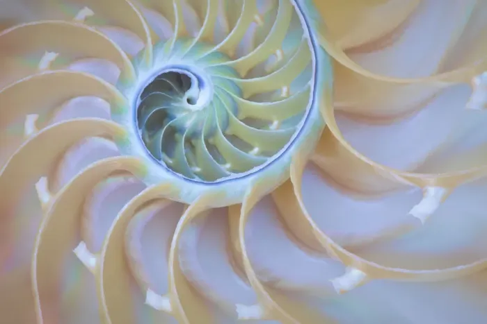 Framed Print : USA, Oregon. Close-up detail of nautilus shell. Credit as