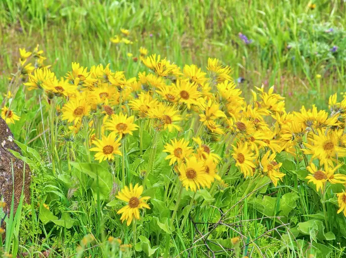 Framed Print : USA, Oregon. Columbia George, arrowleaf balsamroot in Spring bloom